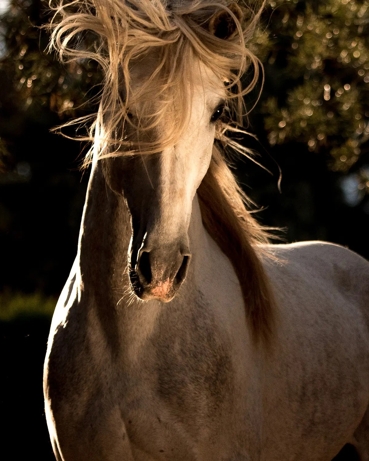 A pale horse seen from the front with its long mane blown across its face, lit from behind by low sun